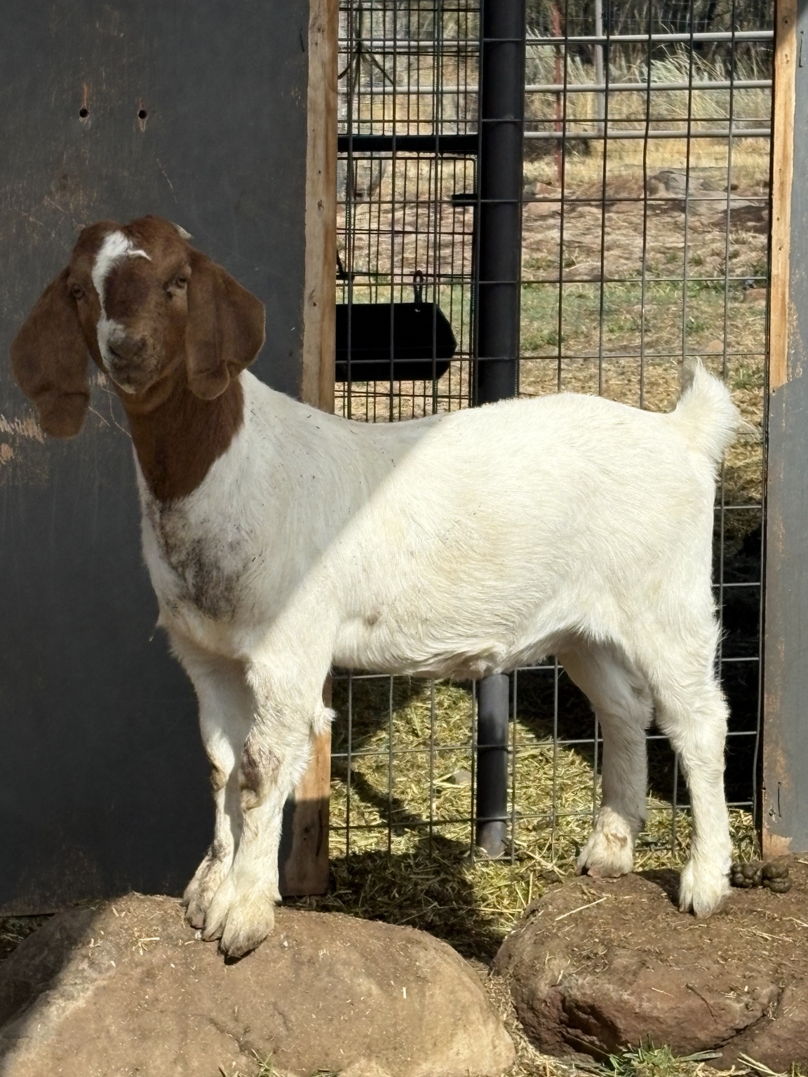 JOEYA Cassandra Hobbes, homebred Fullblood Boer doe