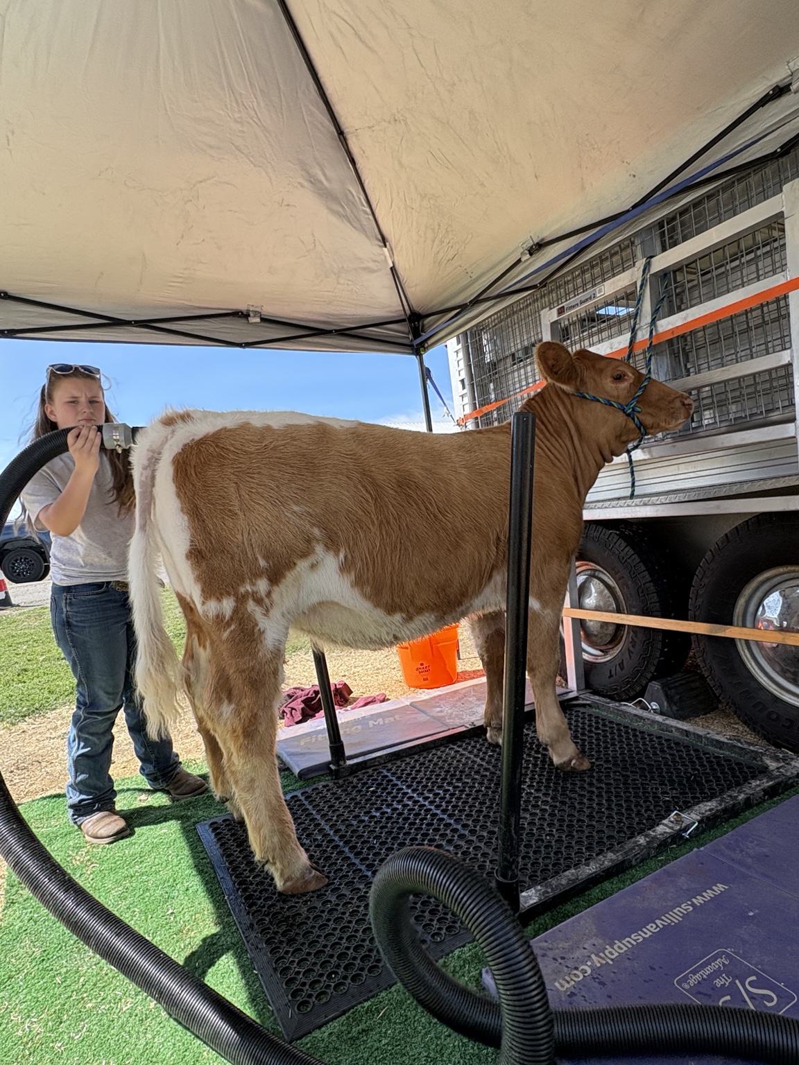Fitting a Bar JM show heifer