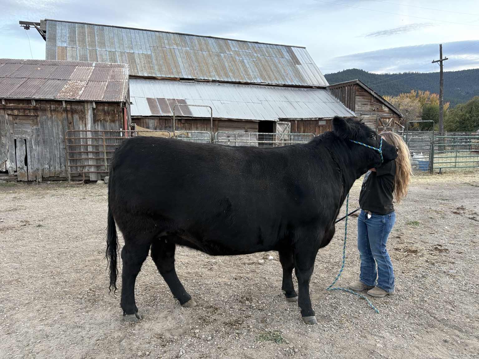 Bar JM cow at the ranch