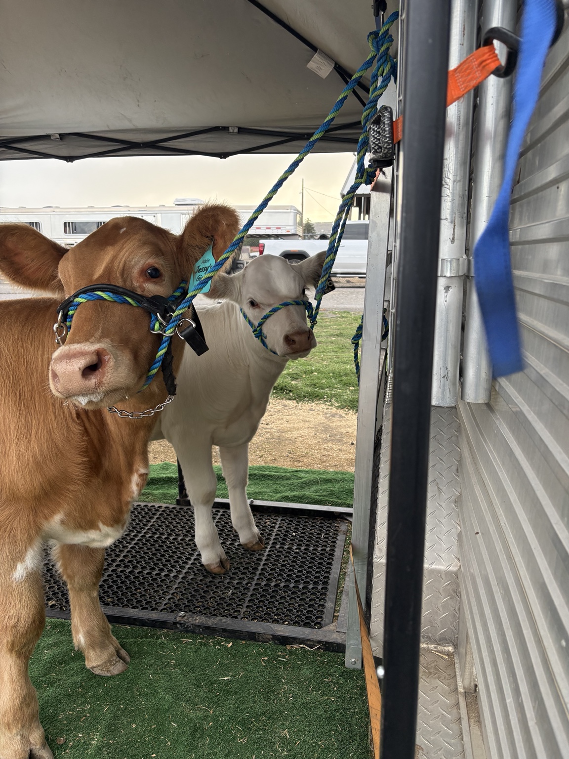 Bar JM cattle tied at a show