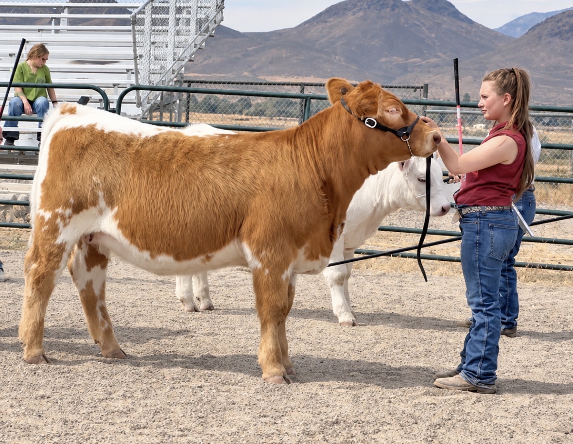Bar JM show heifer in the ring