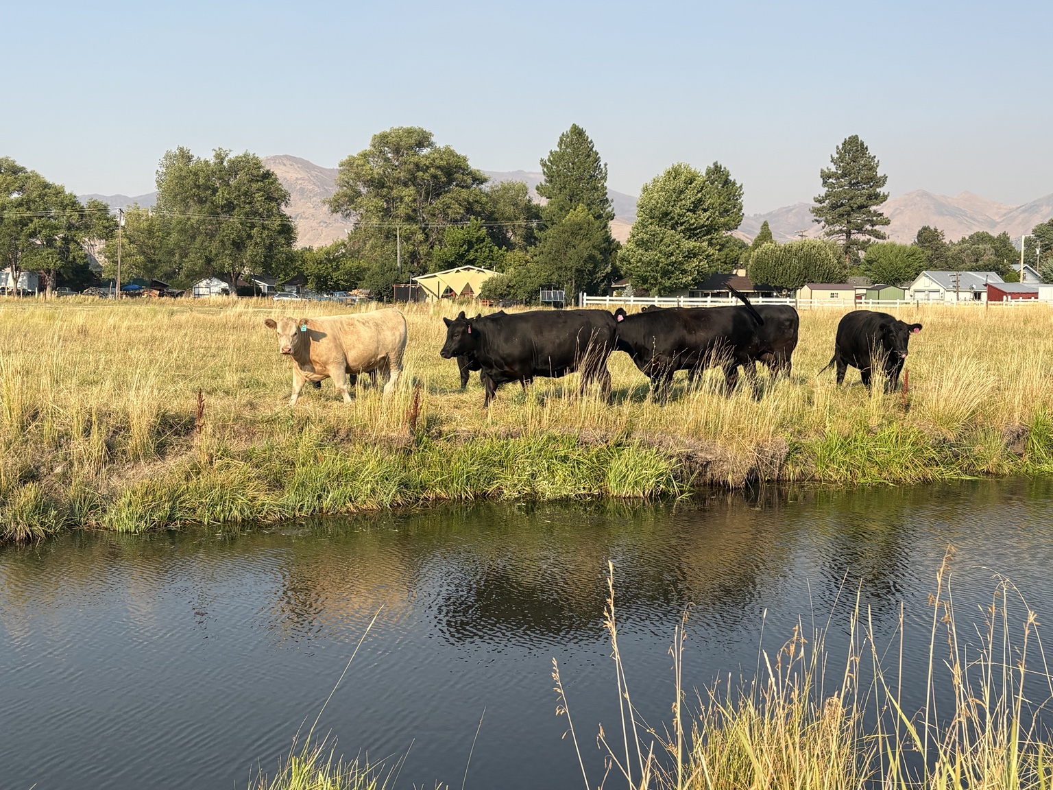 Bar JM cattle at home in Sierra Valley